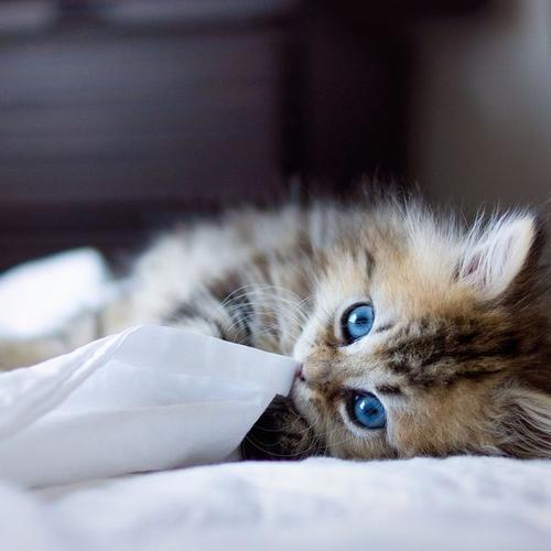 娱乐吃瓜酱小猫被薅起来